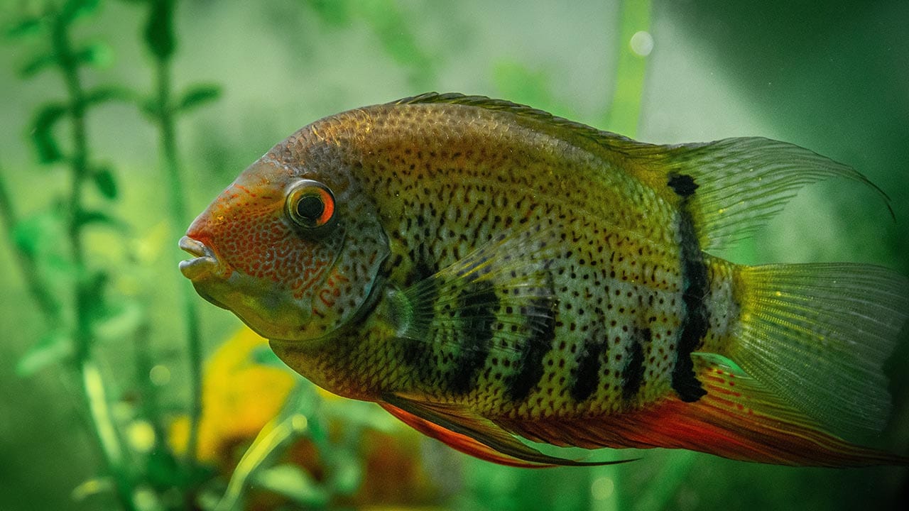 CBD Improves Health of Farmed Nile Tilapia Fish