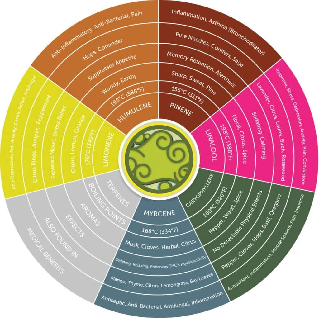 Major Terpenes in CBD Oil