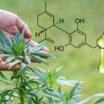 What are the Benefits of CBD Terpenes?