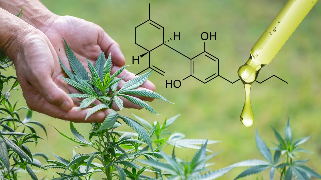 What are the Benefits of CBD Terpenes?