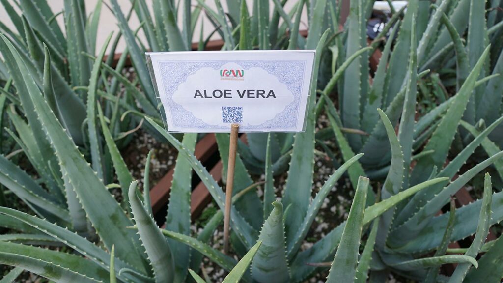Aloe vera healing properties