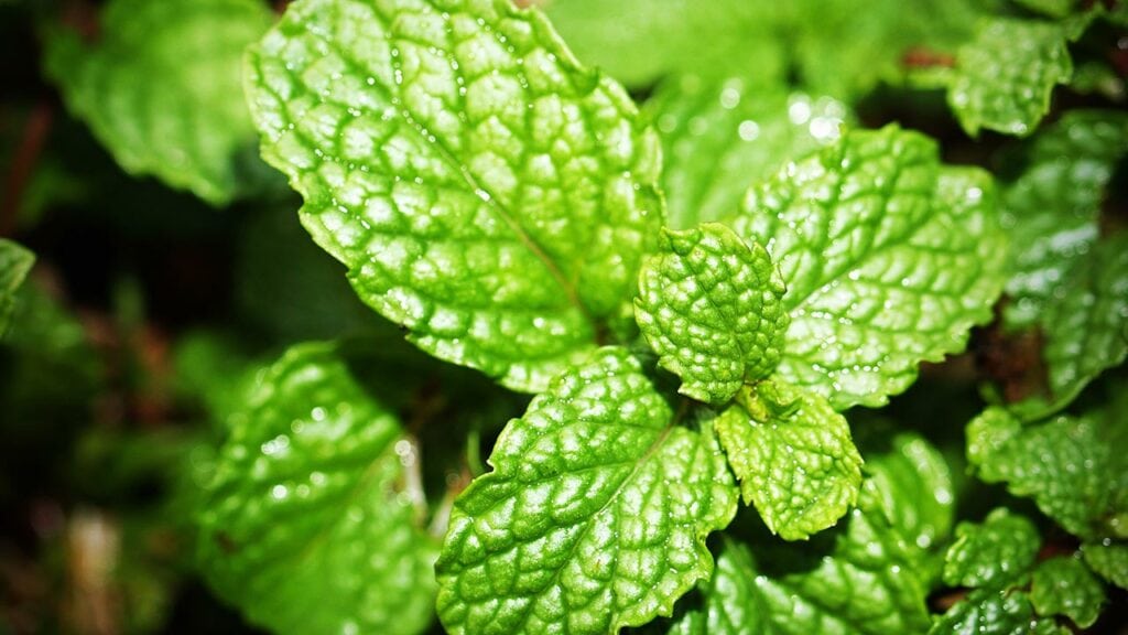 Peppermint is a mint plant with a high concentration of menthol.