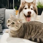 New Study Finds CBD May Help Manage Dog and Cat Diseases