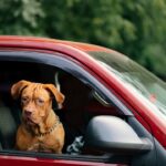 Waltham Petcare Science Institute Finds CBD Reduces Stress in Dogs