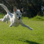 Study Finds Dog Mobility Improves with cbdMD’s Broad Spectrum Hemp Extract