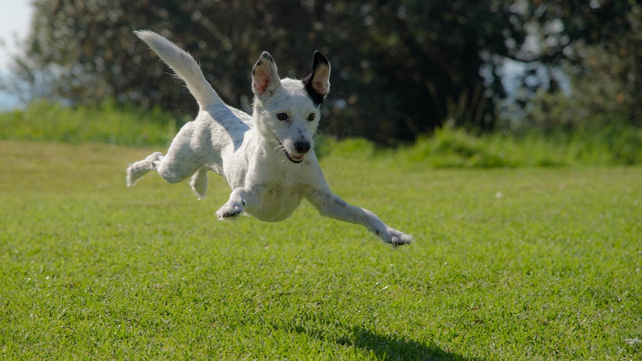 Study Finds Dog Mobility Improves with cbdMD’s Broad Spectrum Hemp Extract