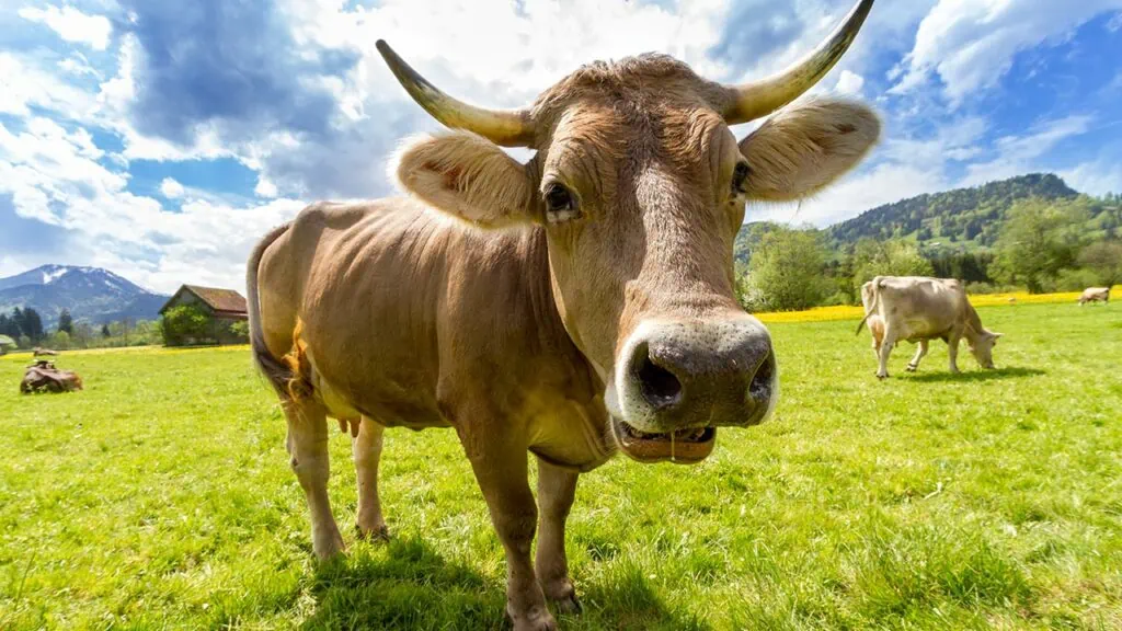 Study Finds Meat of Cows Fed Hempseed Cakes Has Safe THC and CBD Levels for Humans