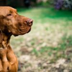 MAF Funds New Study on CBD for Post-Surgical Pain Management in Dogs