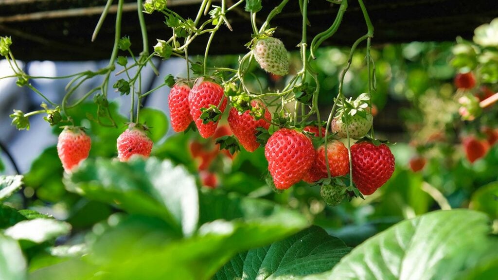 Researchers Test Encapsulated CBD Nanoparticles for Extending Shelf Life of Strawberries
