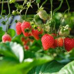 Researchers Test Encapsulated CBD Nanoparticles for Extending Shelf Life of Strawberries