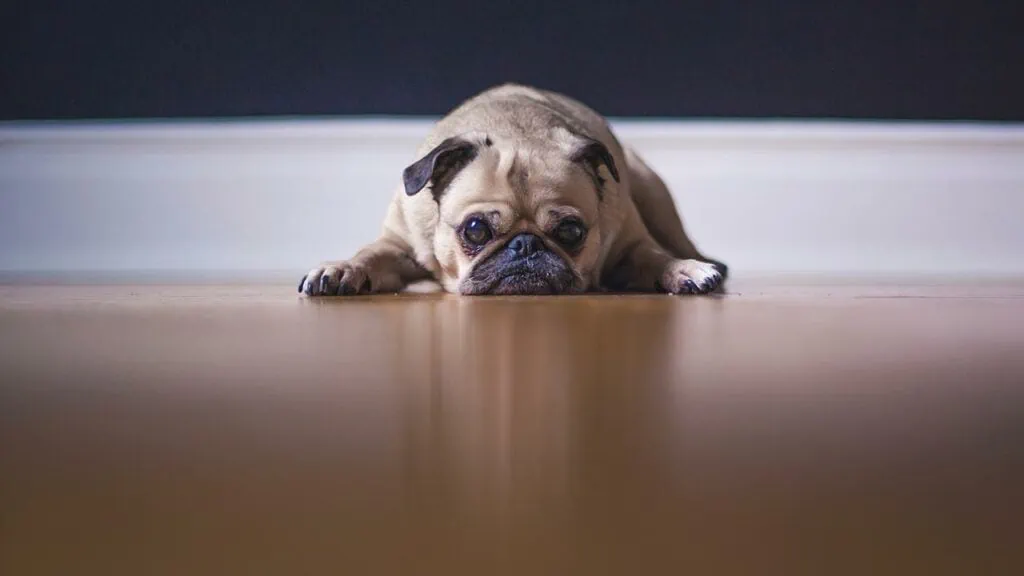 Signs Your Dog is Experiencing Stress