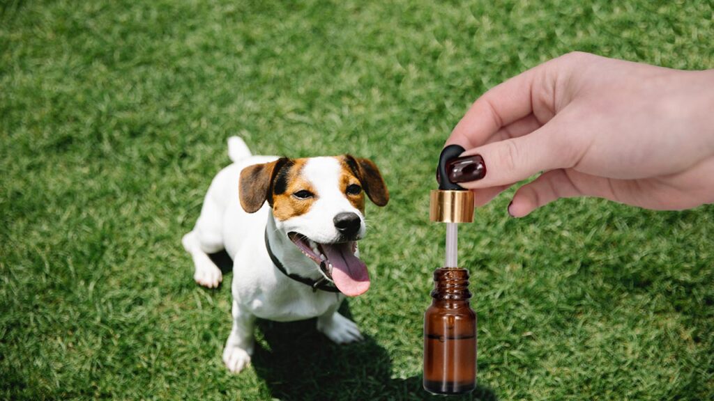 Easy Ways to Give CBD to Your Dog