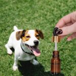 Easy Ways to Give CBD to Your Dog