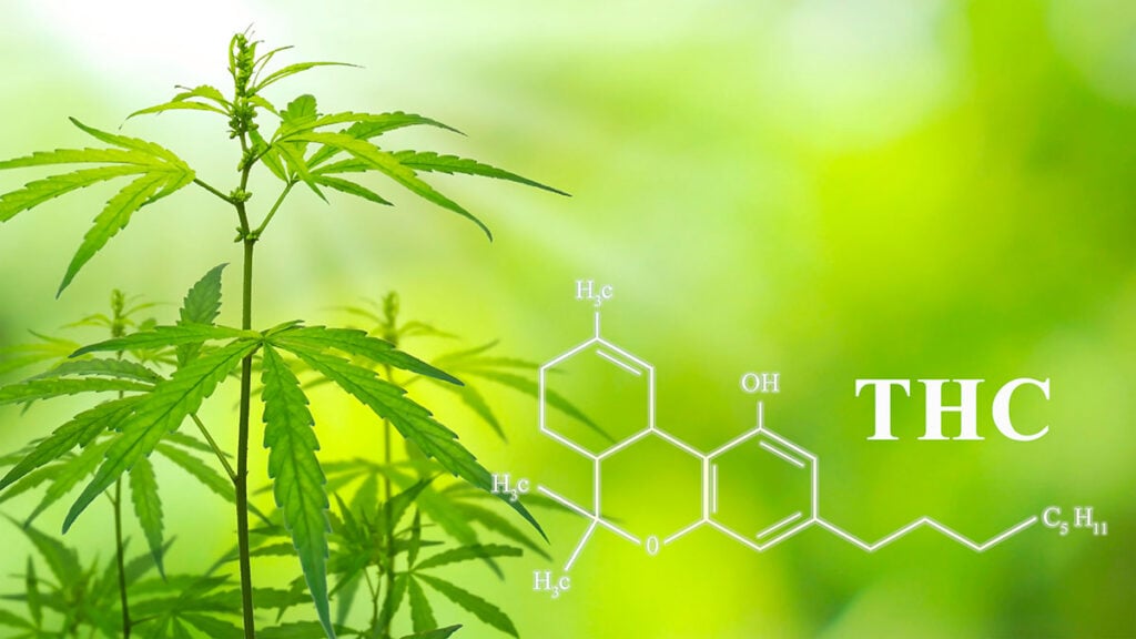 How Was THC Discovered?