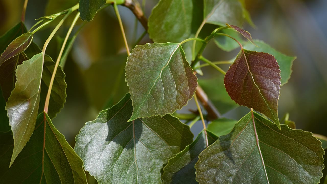 Scientists Discover Cannabinoids in Common Plant in Brazil