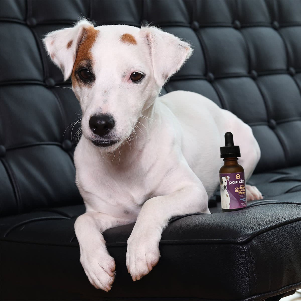 Paw CBD, Pet CBD Oil Calming Tincture for Dogs, Blueberry, Broad Spectrum THC-Free, 1oz, 250mg CBD