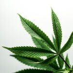 Scientists Discover CBD in Jamaican Nettletree