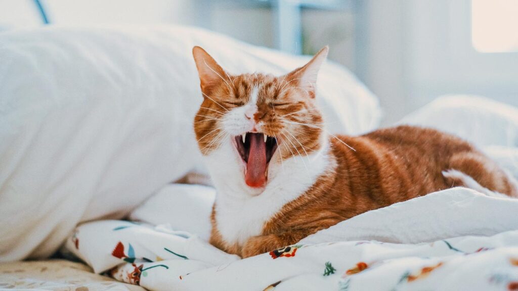What To Do If Your Cat Won't Let You Sleep Through The Night?