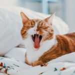 What To Do If Your Cat Won't Let You Sleep Through The Night?
