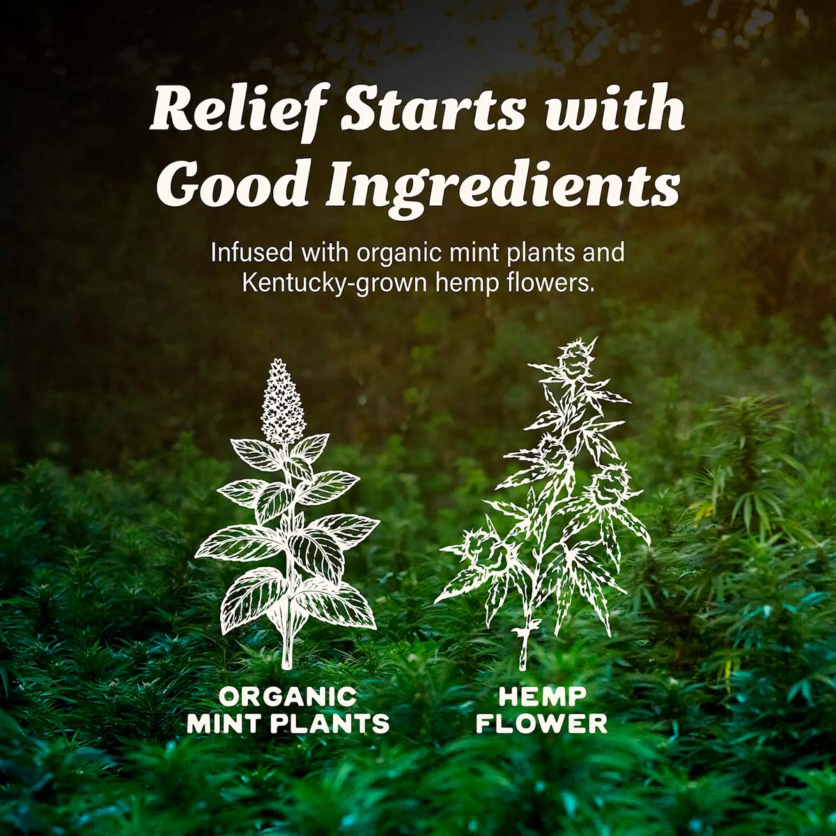 Cornbread Hemp, CBD Lotion + Menthol, Full Spectrum, 1.7fl oz, 30mg THC + 750mg CBD