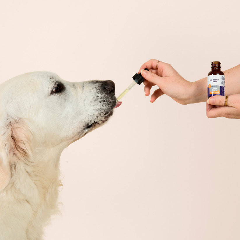 Medterra, CBD Drops for Dogs + Cats, Isolate THC-Free, Chicken, 1oz, 300mg CBD