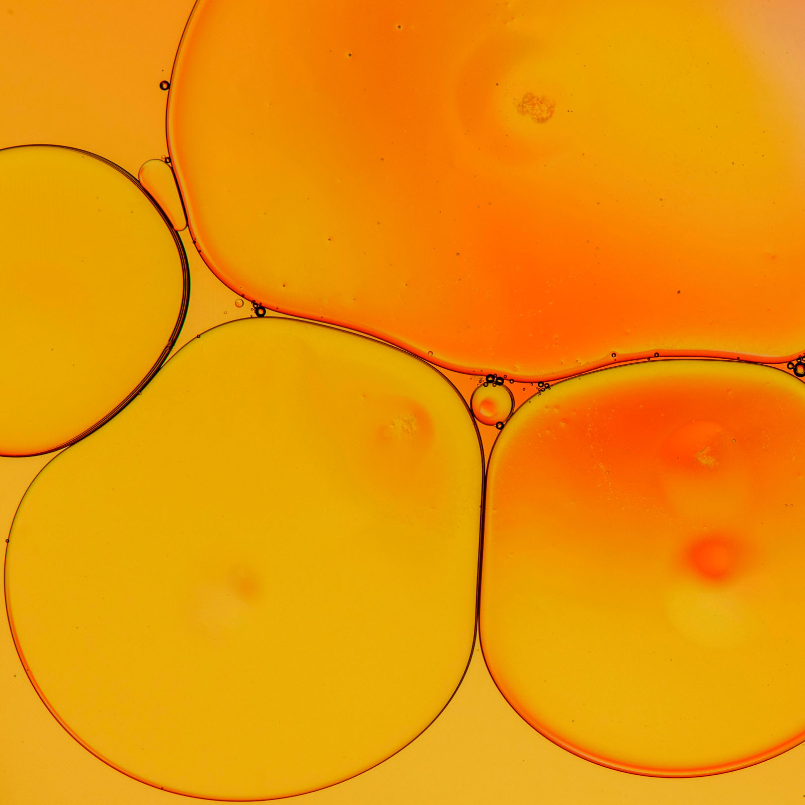 Charlotte’s Web, CBD Oil 17mg, Mint Chocolate, Full Spectrum, 3.38fl oz, 1700mg CBD