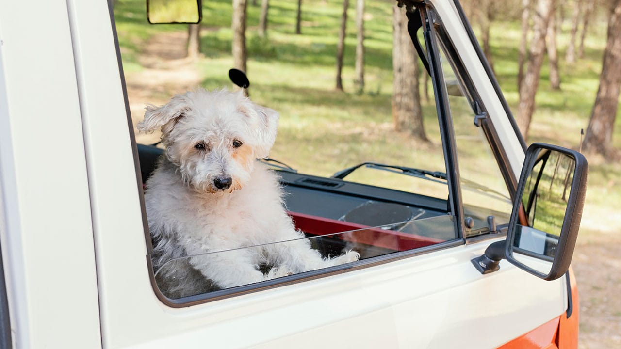Research Shows CBD Helps Dogs Stay Calm During Car Travel