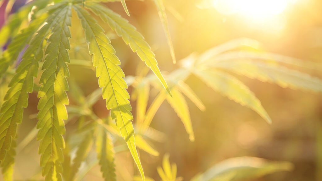 New USDA-Approved Modified Hemp Has No CBD or THC