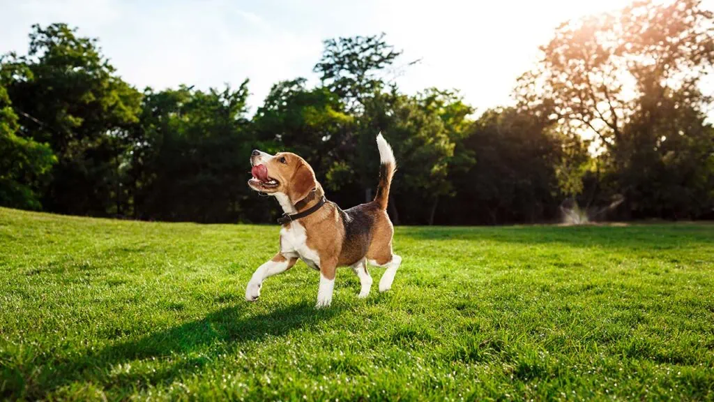A New Study Finds Cannabidiol Products Are Safe for Dogs