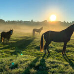 Potential of CBD as Therapeutic for Horses
