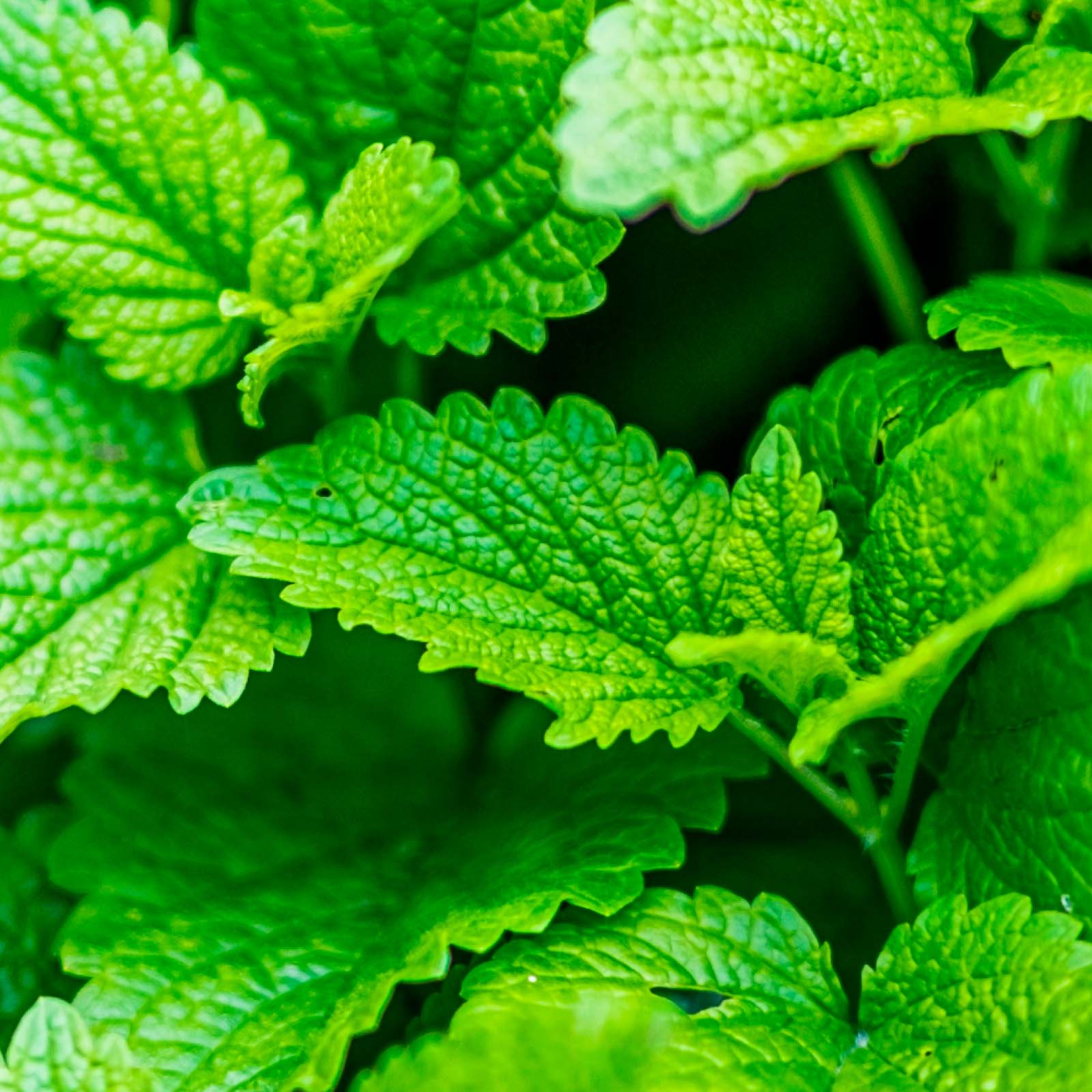 Charlotte’s Web, CBD Oil 25mg, Mint Chocolate, Broad Spectrum THC-Free, 1fl oz, 750mg CBD