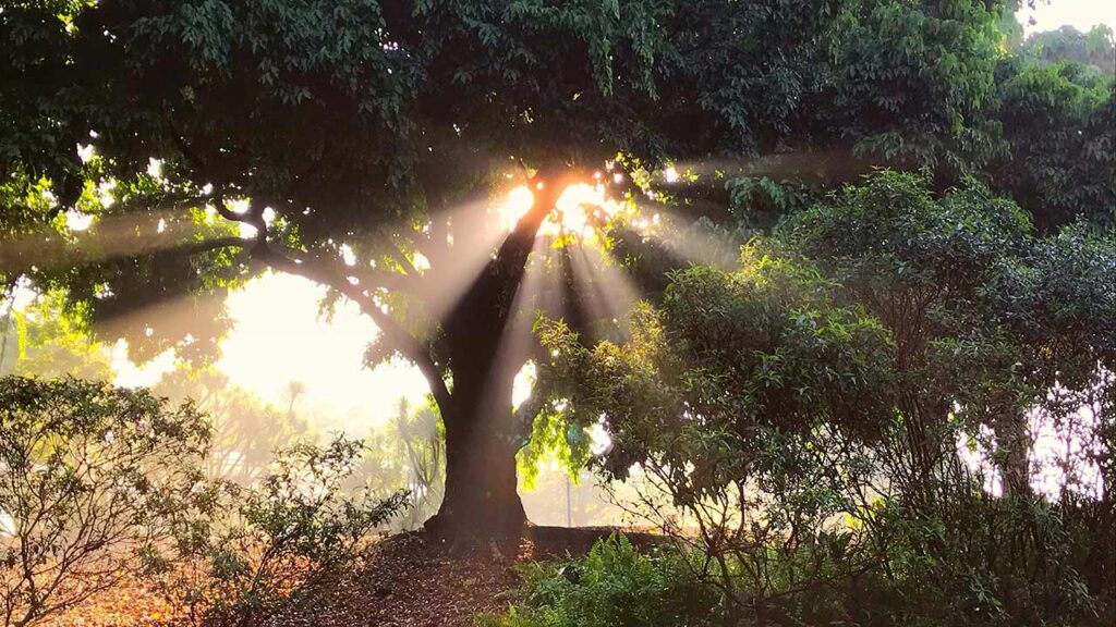 Study Reveals Promising Potential of CBD in Enhancing Morning Mood