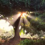 Study Reveals Promising Potential of CBD in Enhancing Morning Mood