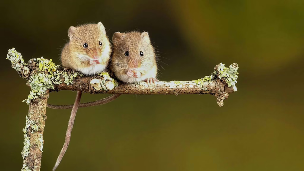 Animal Study Reports CBD Improved Social Learning