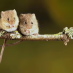 Animal Study Reports CBD Improved Social Learning