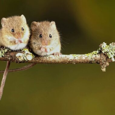 Q. What dose is right for me with CBD gummies?