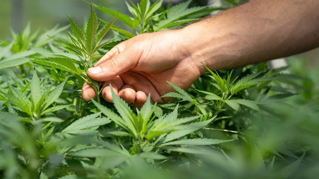 USDA National Hemp Report Shows 40% Increase in 2024 Hemp Production
