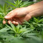 USDA National Hemp Report Shows 40% Increase in 2024 Hemp Production