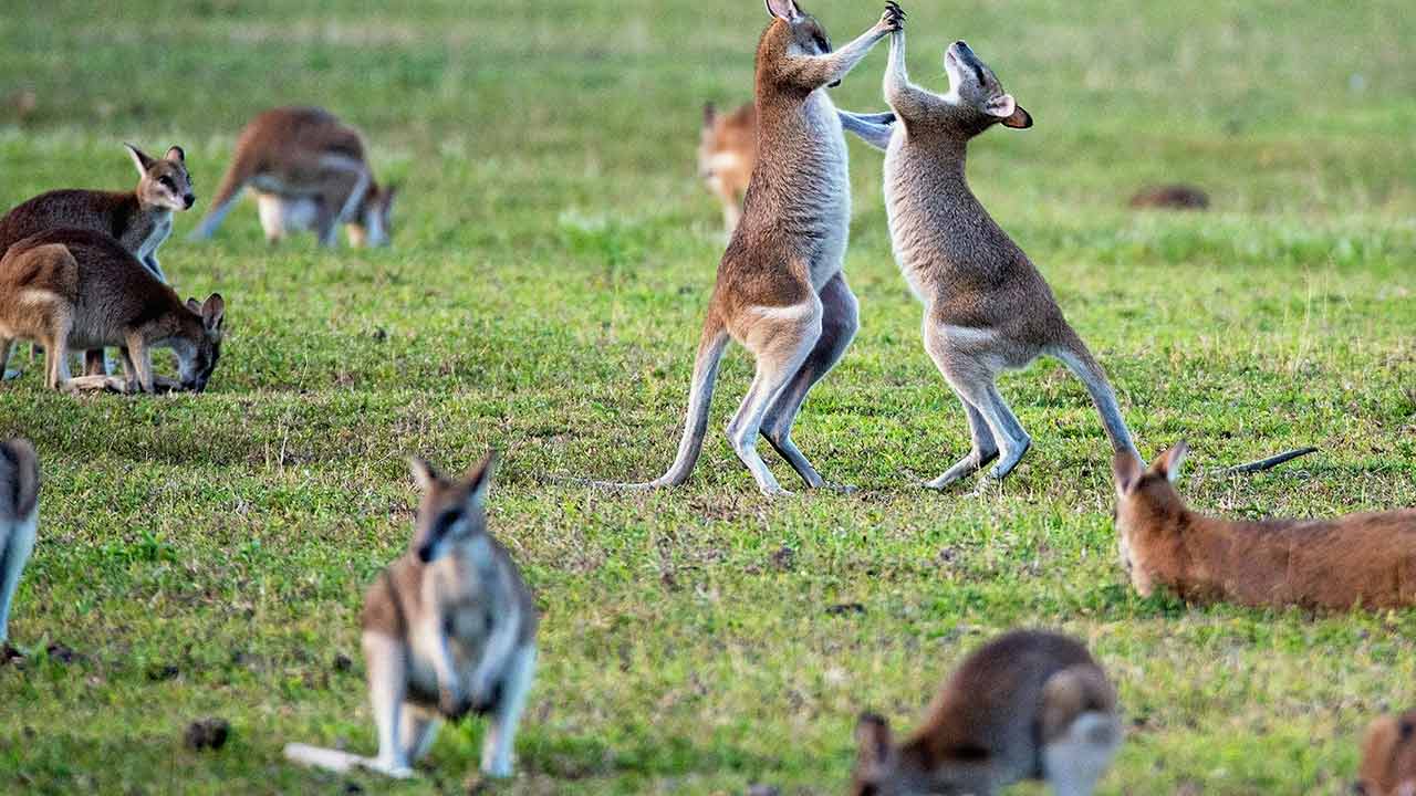 Australia Revises Regulations for Hemp-Based Animal Products