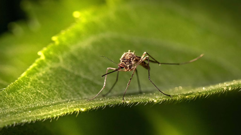 Scientists Discover CBD Extract Effectively Kills Mosquitoes