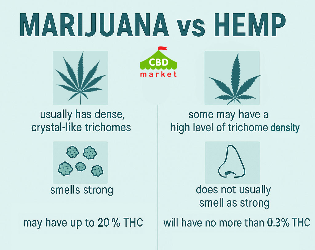 How to Identify a Hemp Plant: Key Differences from Marijuana