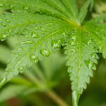 How to Identify a Hemp Plant