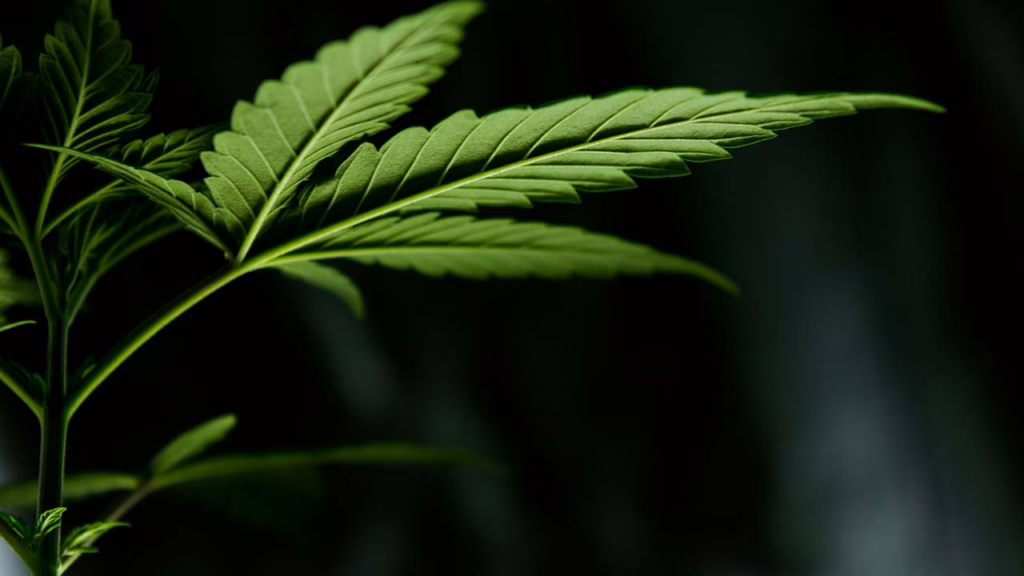 New Hemp Retting Method Reduces Production Times and Increases Fiber Value
