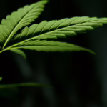 New Hemp Retting Method Reduces Production Times and Increases Fiber Value