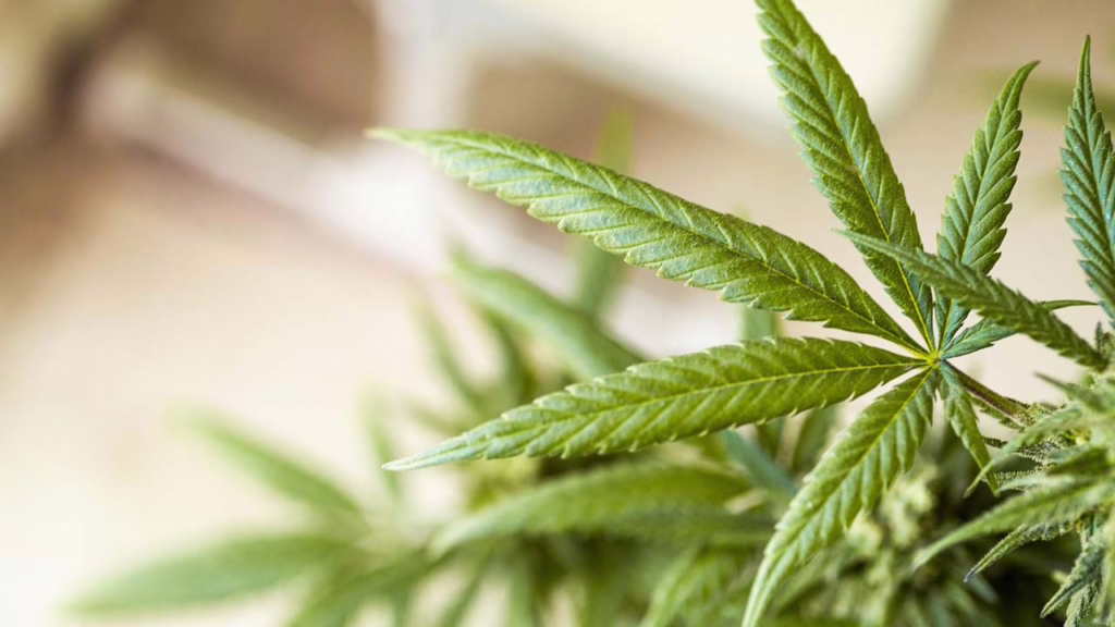 Proposed U.S. Bill Closing THC Loophole Threatens Entire Hemp Industry