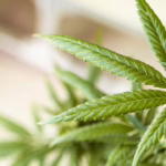 Proposed U.S. Bill Closing THC Loophole Threatens Entire Hemp Industry