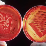 CBD and CBDV Study Shows Rapid Knockout Power Against Fungi