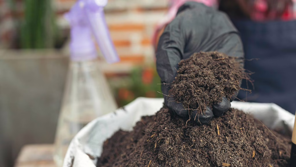 Soil’s Chemical Composition Impacts Levels of CBD, THC and Terpenes