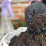 Soil’s Chemical Composition Impacts Levels of CBD, THC and Terpenes