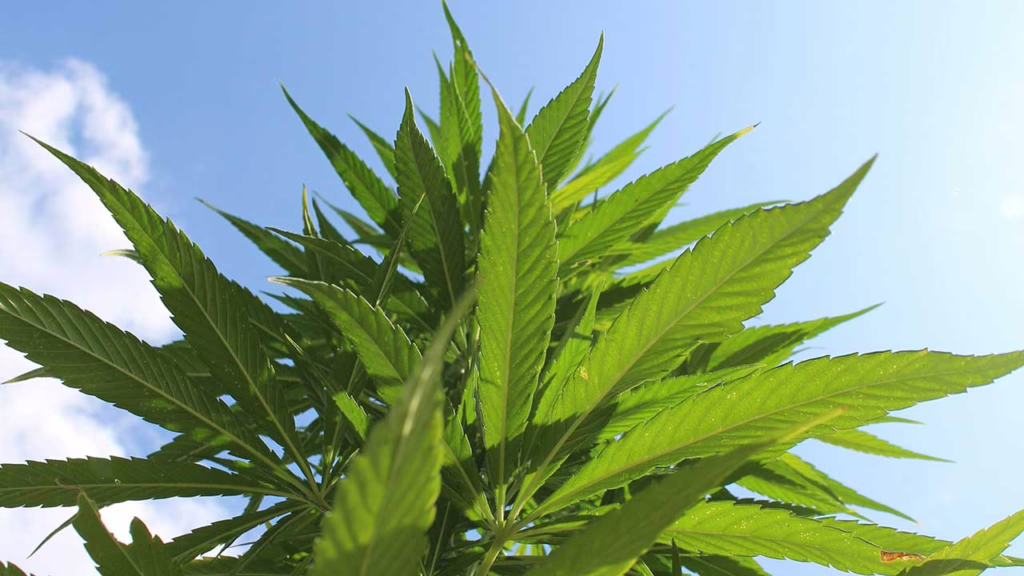 New Senate Bill and the Future of the Hemp Industry